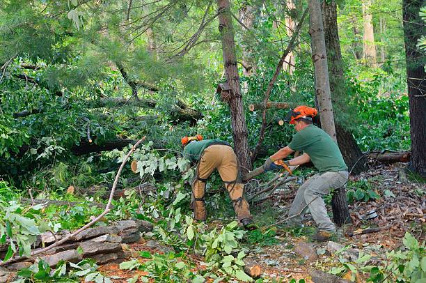 Large Tree Removal in Lake Barcroft, VA